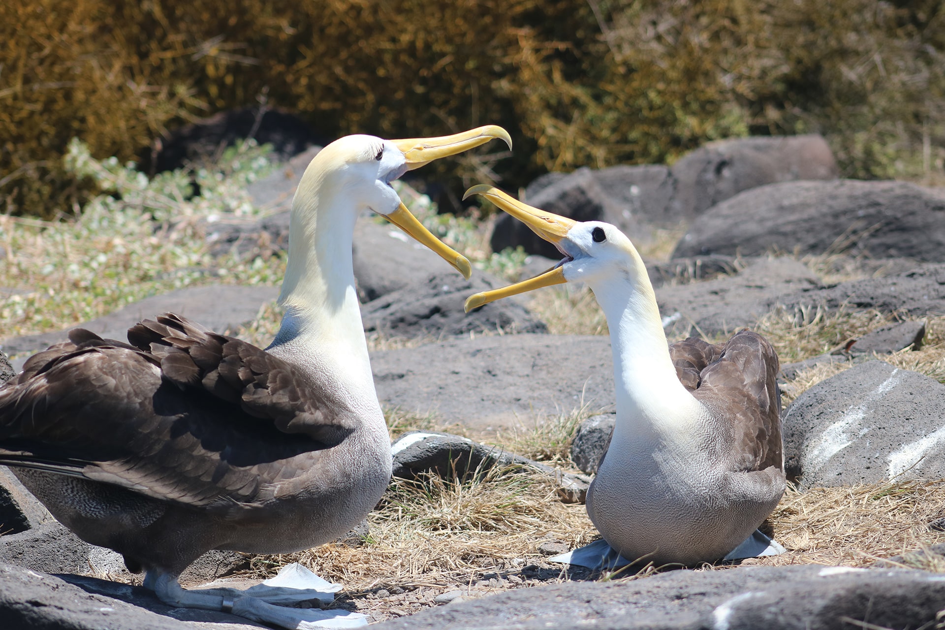 Tour Española Isla San Cristóbal GALÁPAGOS