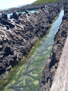 tour tintoreras Galápagos