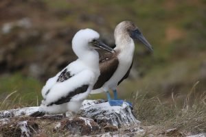 Tour Española Isla San Cristóbal GALÁPAGOS