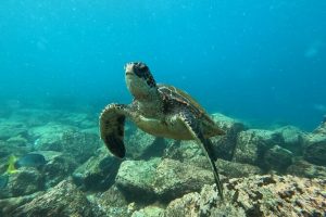 Tour Pinzon Galápagos