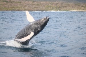 tour 360 galapagos