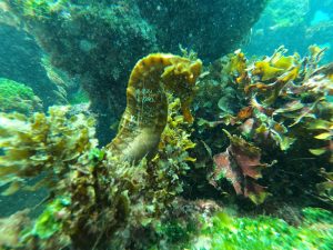 tour los túneles Galápagos
