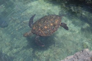 tour tintoreras Galápagos