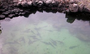 tour de Bahía en Santa Cruz Galápagos