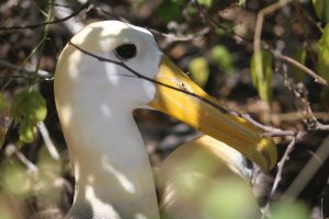 Tour Española Isla San Cristóbal GALÁPAGOS