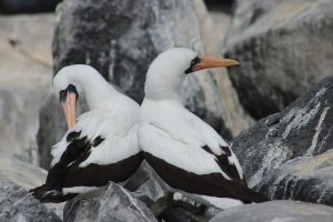 Tour Española Isla San Cristóbal GALÁPAGOS