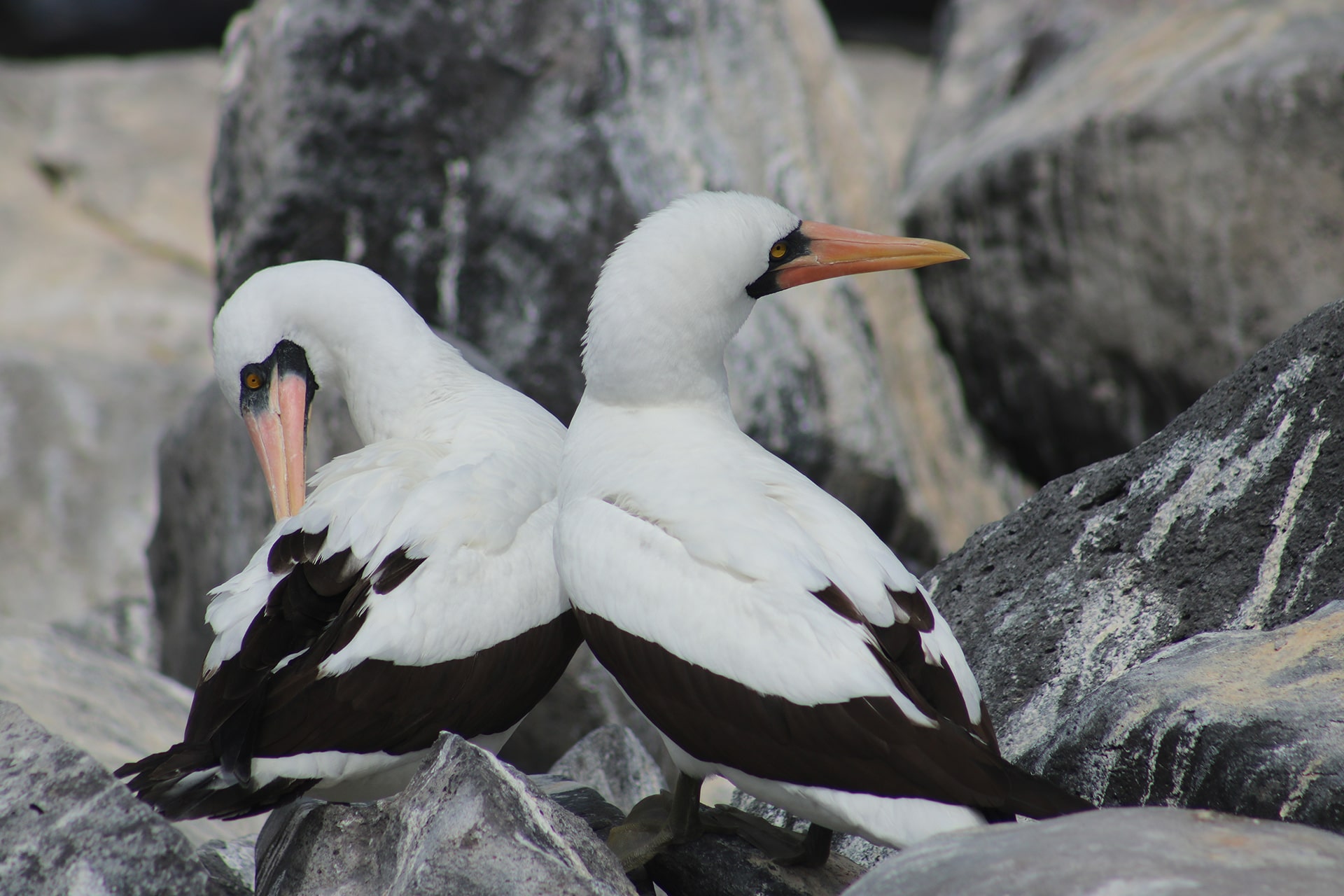 Tour Española Isla San Cristóbal GALÁPAGOS