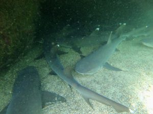 tour los túneles Galápagos