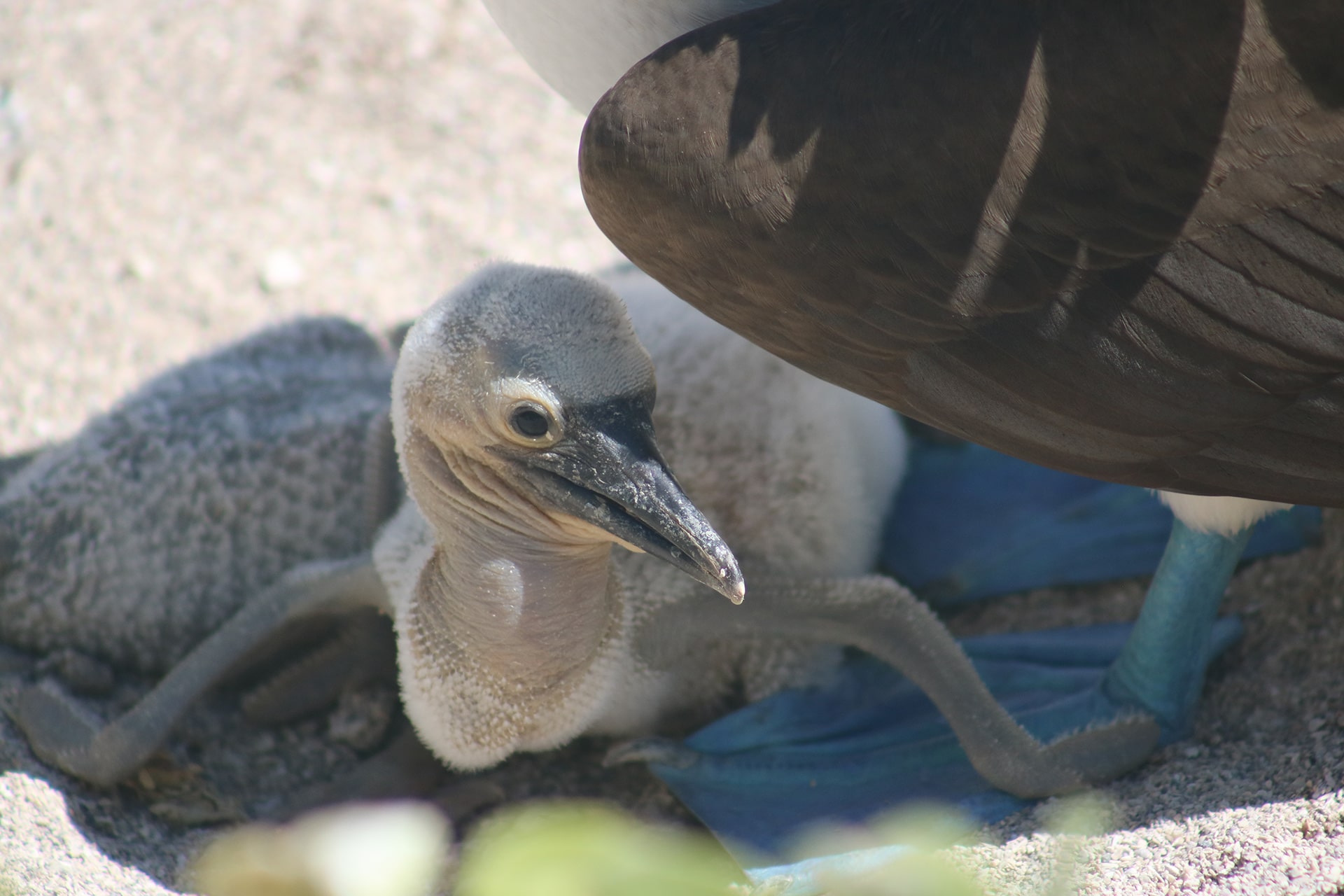 5 Tour Española Isla San Cristóbal GALÁPAGOS-min