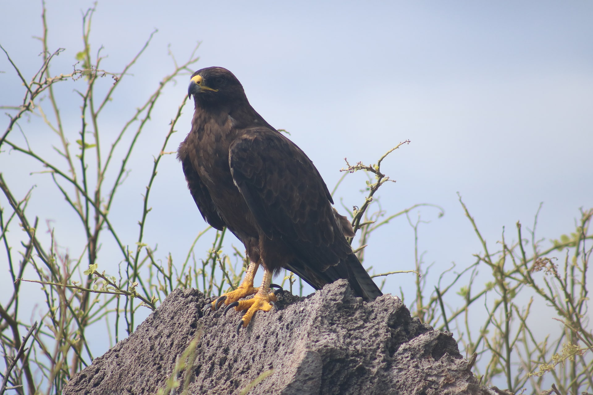 5 Tour Española Isla San Cristobal Galapagos-min