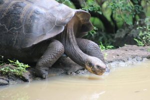 Tour Floreana Galápagos