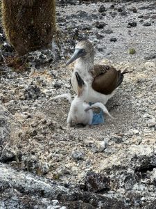 tour los túneles Galápagos