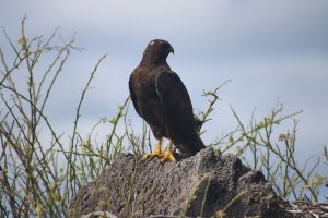 6 Tour Española Isla San Cristóbal GALÁPAGOS-min-2.