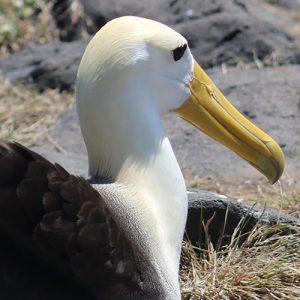 Tour Española Isla San Cristóbal GALÁPAGOS