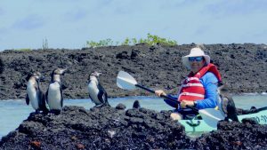 Foto principal Tour de Kayak isla Isabela Galápagos-min