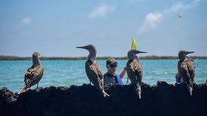2 tour de kayak isla isabela -min
