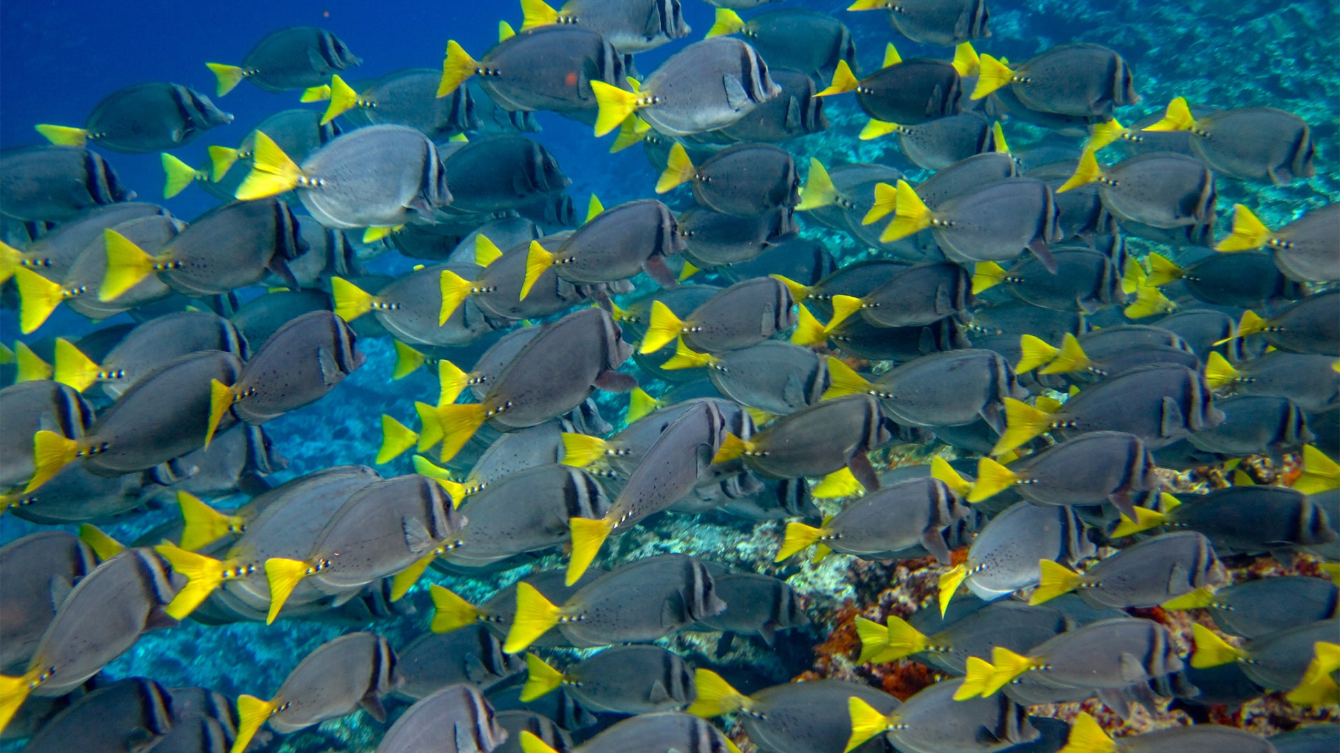 Tour Santa Fé Galápagos