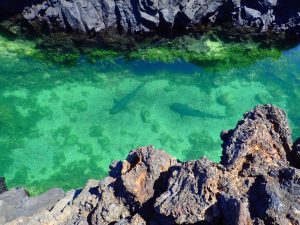 5 Tour tintoreras isabela galapagos -min