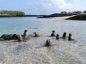 Isla floreana galapagos