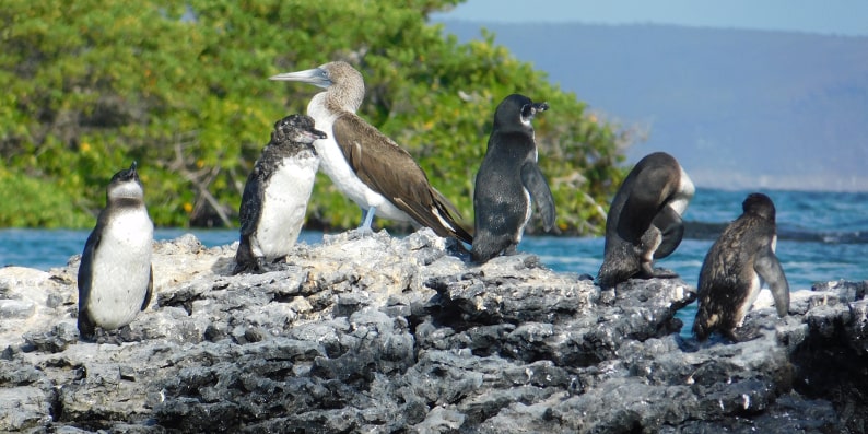6 tour de kayak isla isabela -min