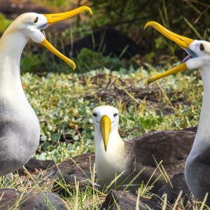 ESPAÑOLA TOUR GALAPAGOS