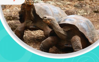 ¿Cuál es la tarifa de entrada al Parque Nacional Galápagos (PNG)?
