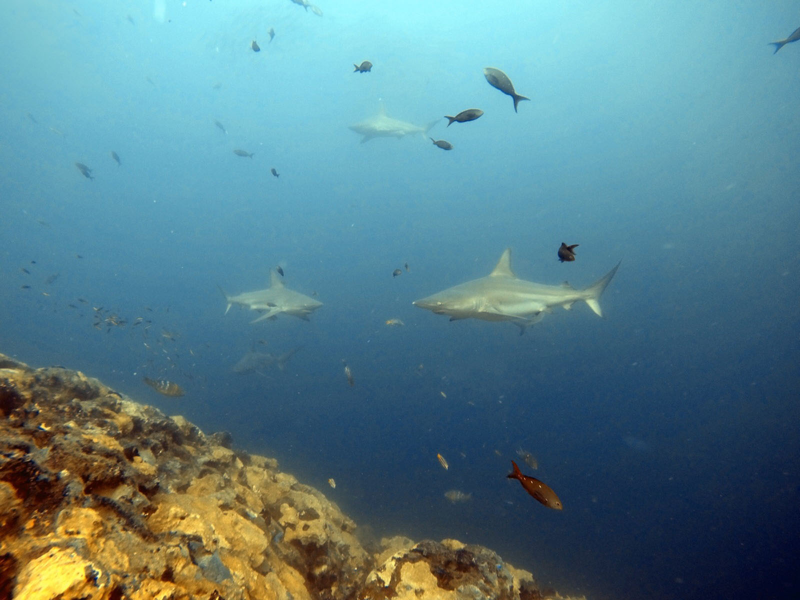 Tour Buceo León Dormido