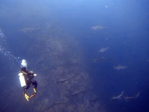 Tour Buceo León Dormido_3