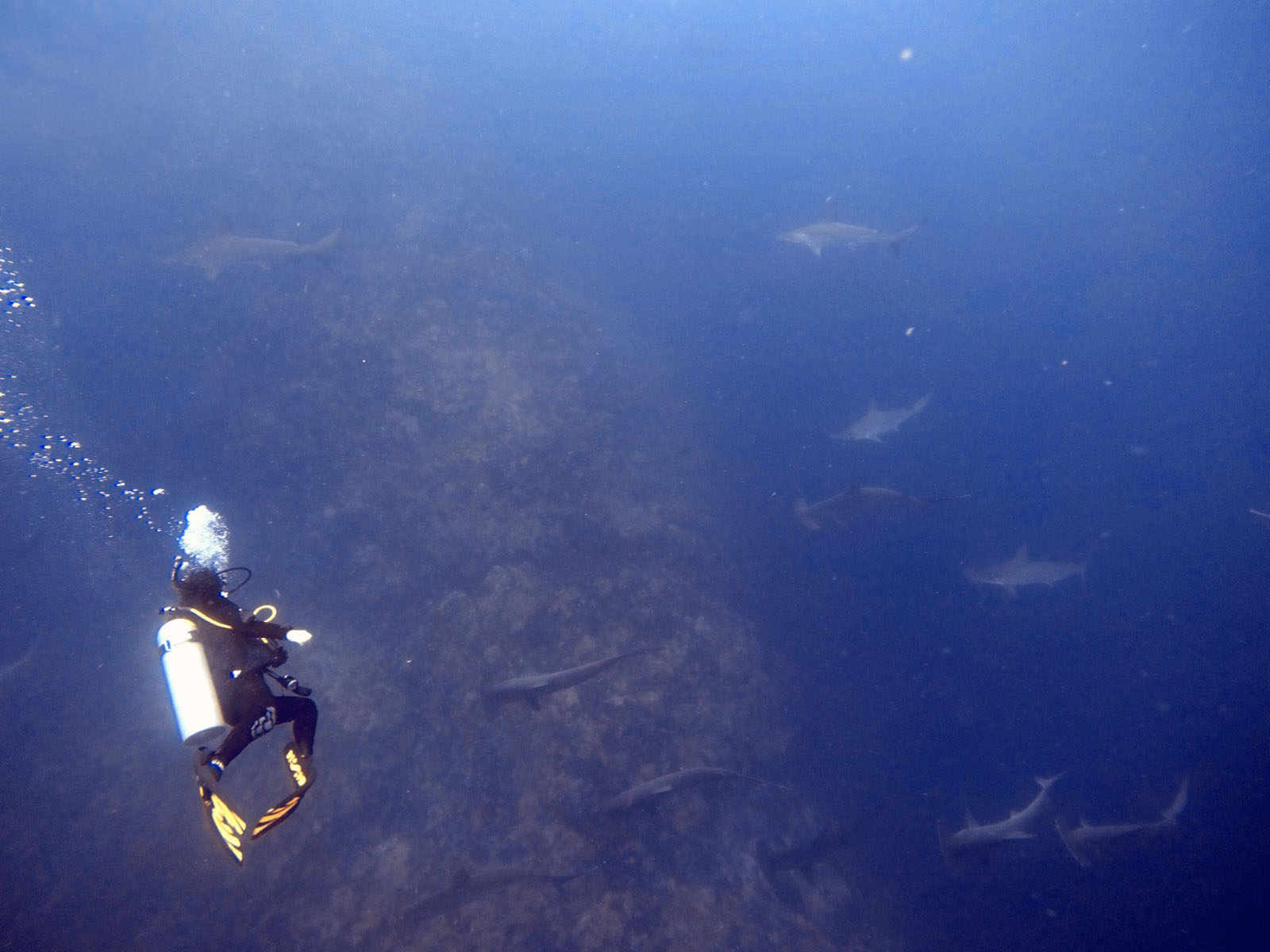 Tour Buceo León Dormido_3