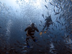 Tour Buceo León Dormido_4