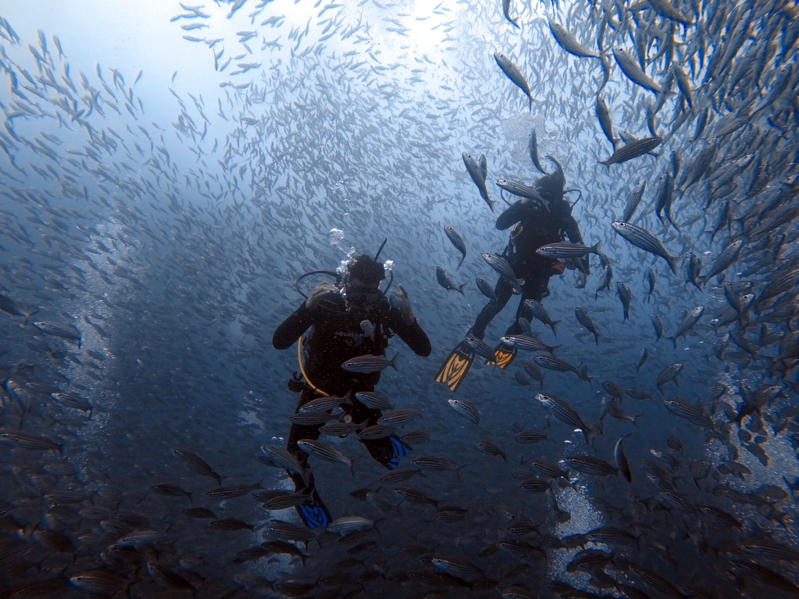 Tour Buceo León Dormido_4