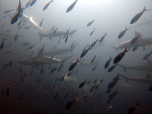 Tour Buceo León Dormido_6